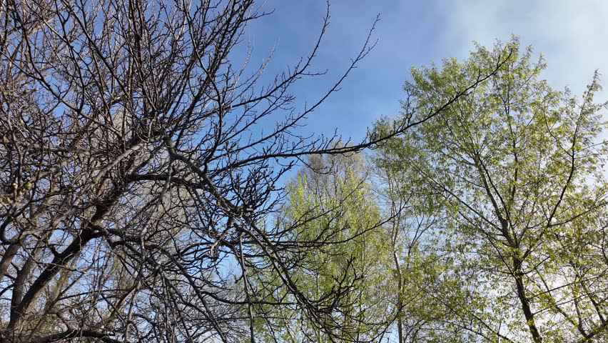 Scenic dirt path winds along a riverbank in a lush park on a sunny spring day. Vibrant green grass grows under large trees with thick bark. A wooden bird feeder hangs from a sturdy tree branch.