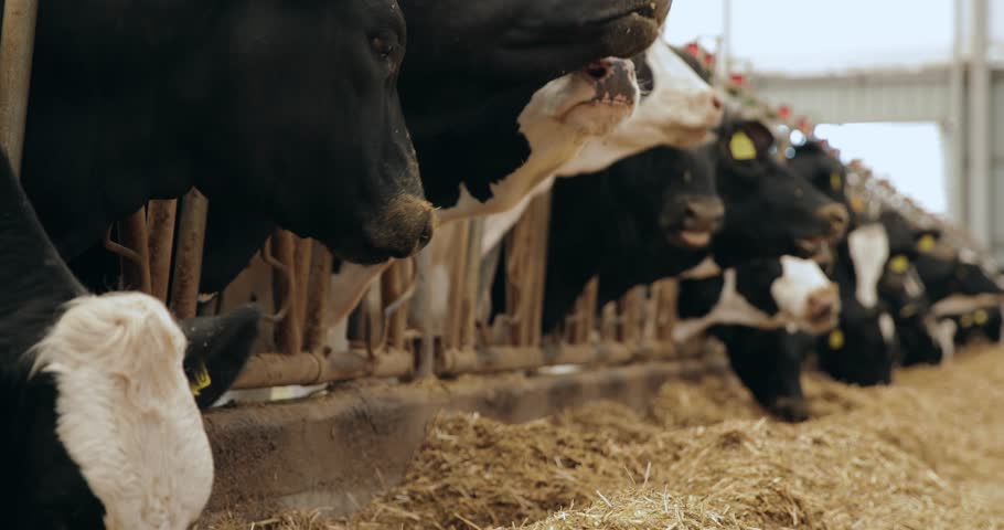 Slow motion dairy cows feeding along indoor barn trough in livestock.