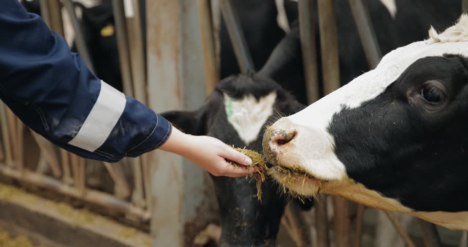 Worker feeding dairy cow inside barn stall during daytime, livestock farm concept.