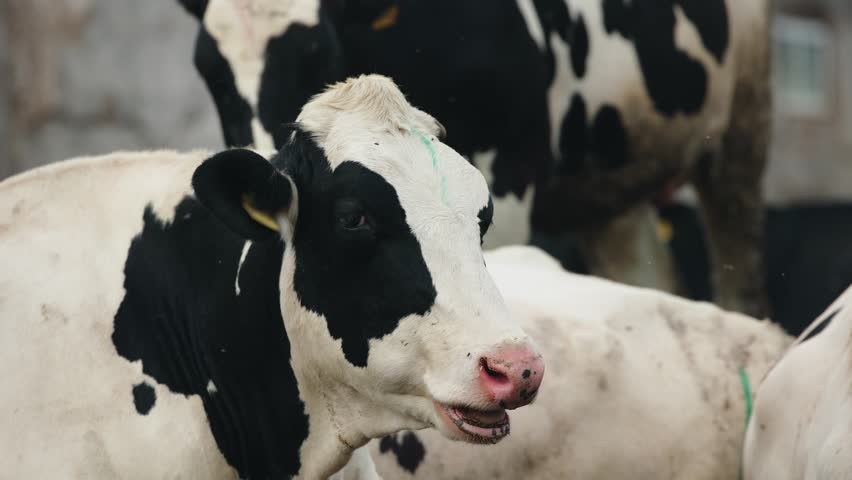 Holstein cow turning head in dairy barn among herd, livestock farm concept.