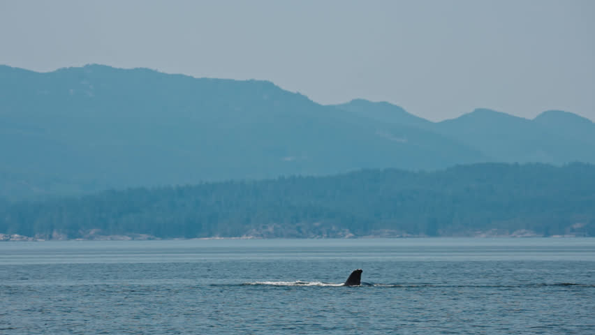 Migrating Humpback Whales Near Vancouver Island, British Columbia, Canada. Slow Motion Shot