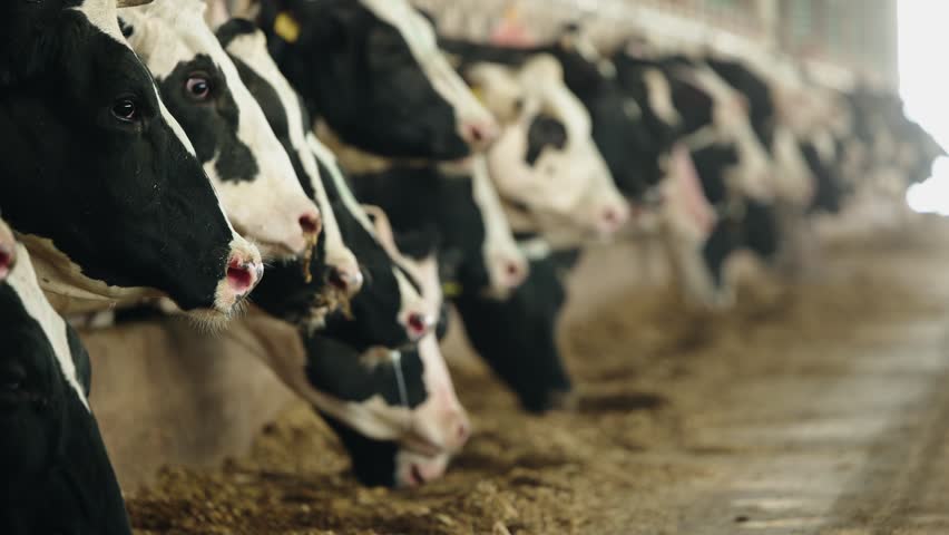 Cows holstein eating hay in cowshed on dairy farm with sunlight in barn. Banner modern meat and milk production or livestock industry.