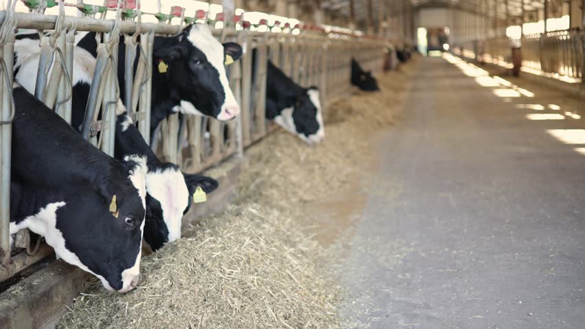Static shot of holstein dairy cows feeding at barn aisle trough in farm interior during morning, livestock farm.