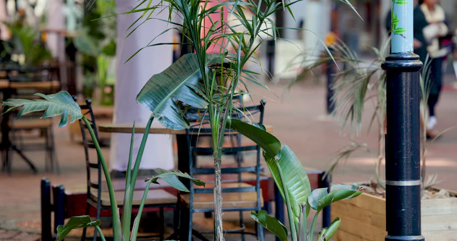 Pedestrians are entering from right and walking left behind potted plants and chairs along walkway. Palm, foliage, planter, greenery, cafe, sidewalk, arcade
