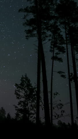 Starry night sky over forest silhouettes, tall trees under clear sky with visible stars, vertical footage