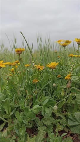 
Beautiful yellow wildflowers blooming in a lush green field under a cloudy sky. Close-up of wild daisies swaying in the wind during spring season in the countryside.