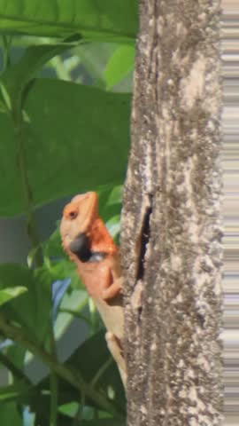 Oriental Garden Lizard (Calotes versicolor) resting on a textured stone surface with vibrant green foliage in the background.