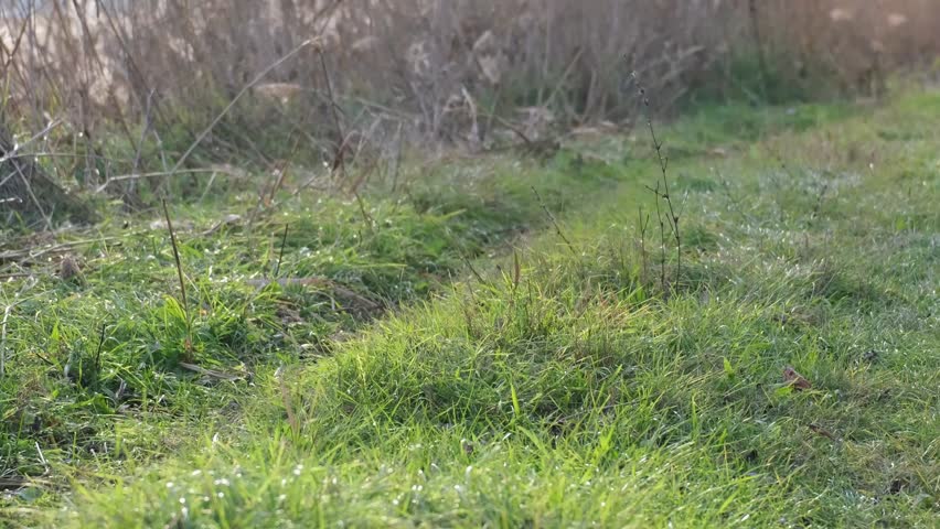 Green grass swaying in the wind on a sunny autumn afternoon on the Great Hungarian Plain near Farmos, Hungary. Slow-motion natural background with calm rural atmosphere.