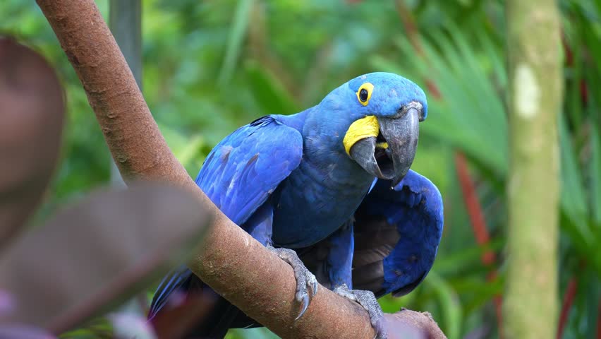 A Hyacinth macaw (Anodorhynchus hyacinthinus) perches on a tree branch, clicking its tongue, spreads its wings and hops away, close up shot.