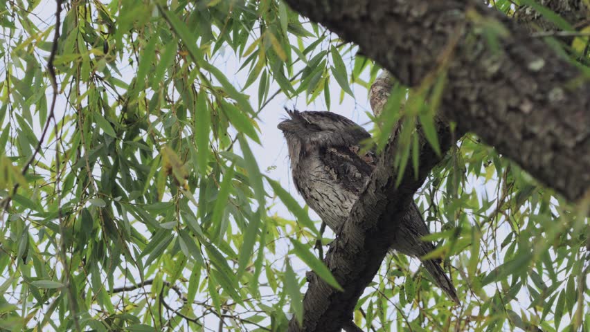 A full body shot of a tawny frogmouth sleeping in a tree, with the leaves swaying in the wind .