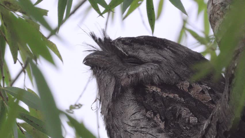 A tight close-up shot of a Tawny Frogmouth sleeping in a tree, with leaves swaying in the wind.