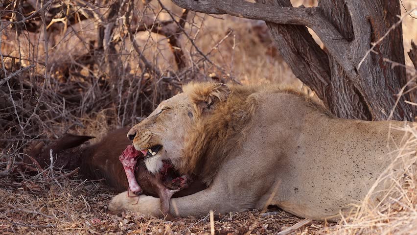 Male lion eats Cape buffalo calf, predator and prey in South Africa