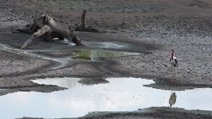 Saddle-billed stork stands in wide muddy establishing shot, copy space