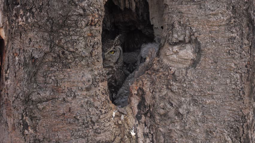 Adult with two curious fluffy owl chicks peek out of nest in tree hole