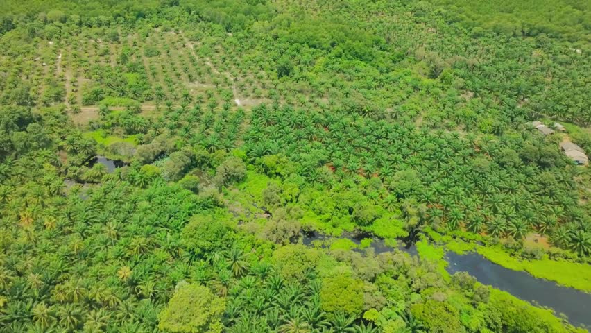 Lush green forest alongside a flowing river with small island, rich natural habitat, dense trees and vibrant foliage, clear freshwater, serene wilderness landscape, sunlight reflecting on water, peaceful outdoor environment.