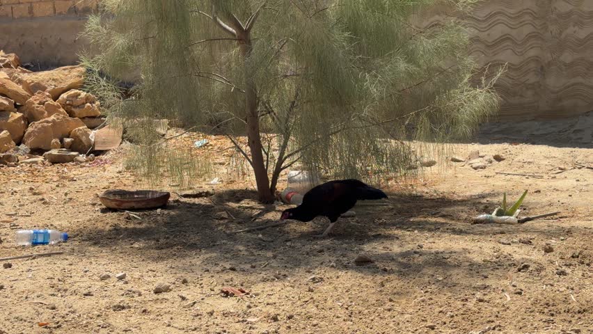 Black hen foraging in the shade of a feathery tree on dry, sandy terrain in a rural environment.