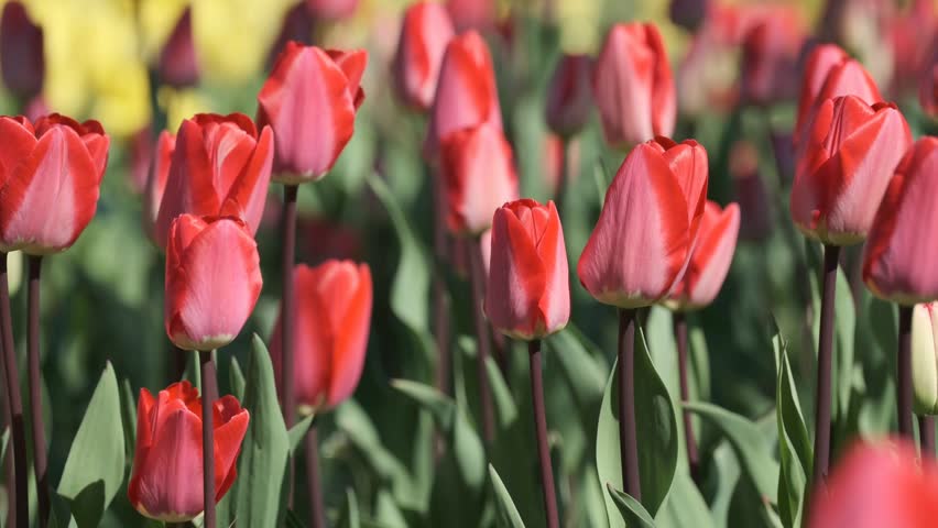 Red and pink tulips dance gently in the warm spring breeze, creating beauty.