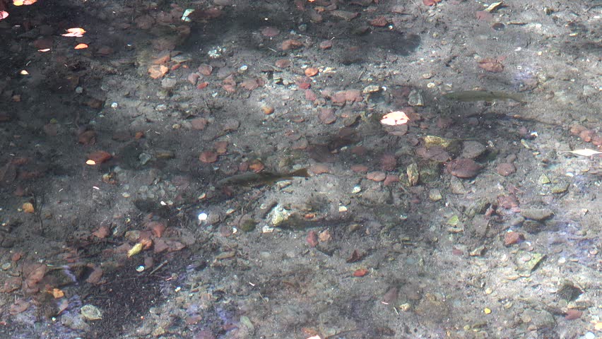 trout in the fresh clean mountain river