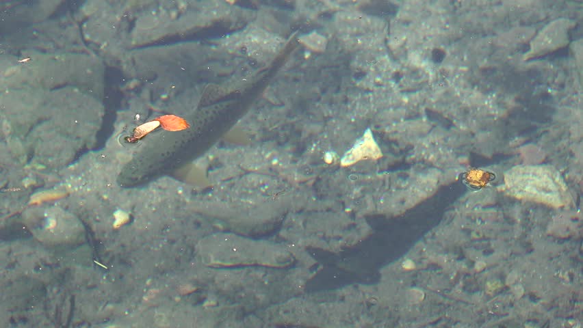 trout in the fresh clean mountain river