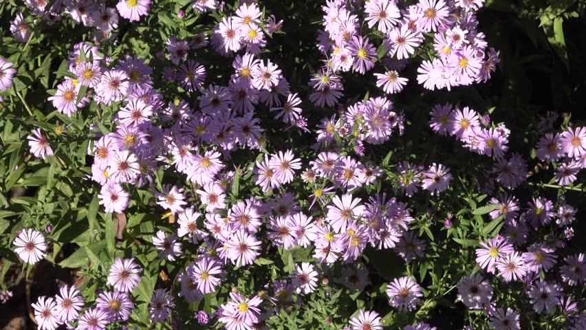 purple small flowers in nature