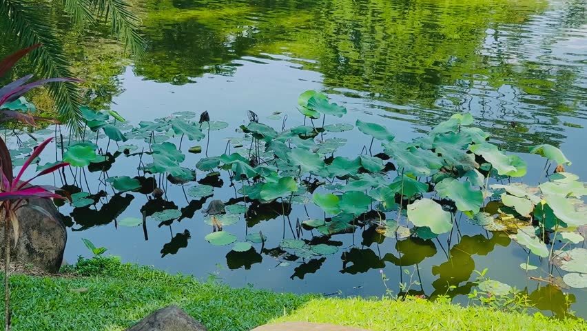 A peaceful view of the lake with lotus leaves and the trees reflection on the water in the sunny morning.