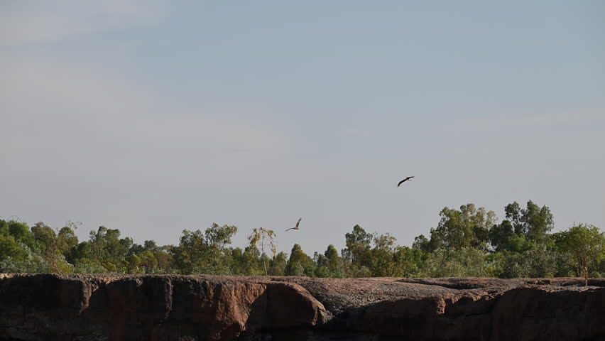 Black kites, Milvus migrans, circling above Leichhardt Falls along the Savannah Way in Northern Australia. Scenic aerial wildlife behavior in natural outback landscape.