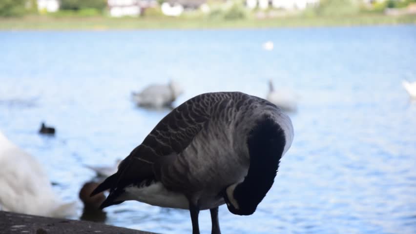 Close shot of a Canadian Goose preening itself at the side of a lake with other birds and houses in the background on a bright summer day