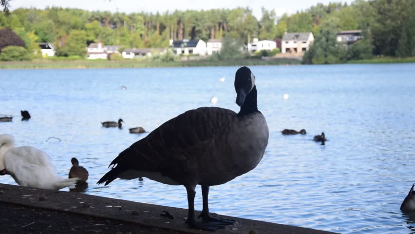 Close shot of a Canadian Goose preening itself at the side of a lake with other water birds and houses in the background on a well-lit summer day