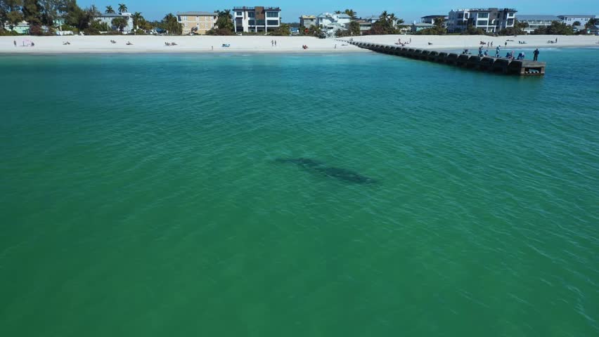 Two dolphins swim close to a pier with people observing, set against the backdrop of Bradenton Beach. Ideal for wildlife or coastal tourism content.