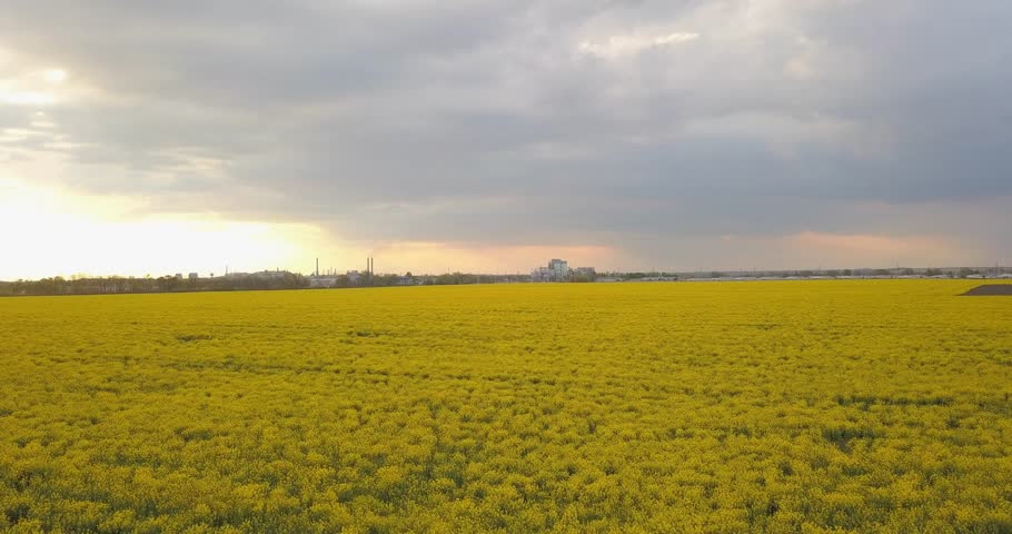 Flying over a yellow rapeseed field in cloudy weather, flying over a field