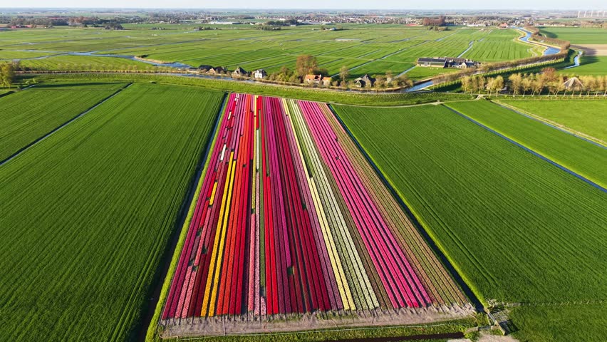 Aerial footage over a field of colorful tulips in the Netherlands