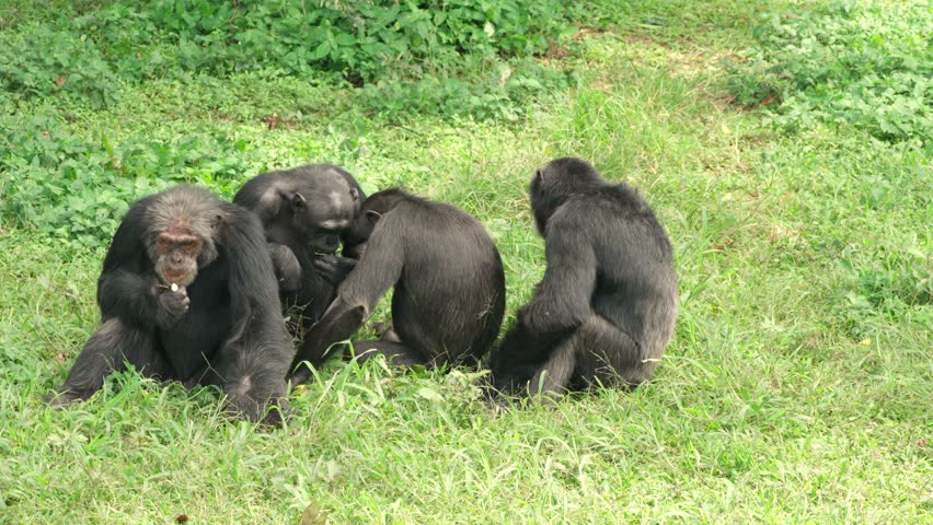A Chimpanzee family sitting and eating together in Ngamba Island Chimpanzee Sanctuary Uganda