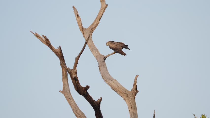 A yellow-billed kite (Milvus aegyptius) perches on the bare branch of a sculptural dead tree against a pale grey sky in Kruger National Park, South Africa. Slow motion footage.