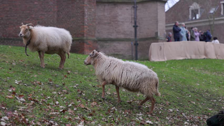 Two fluffy sheep with horns walking on a grassy slope near a historic brick building. A group of people stands in the background of this peaceful European rural farm scene during springtime.