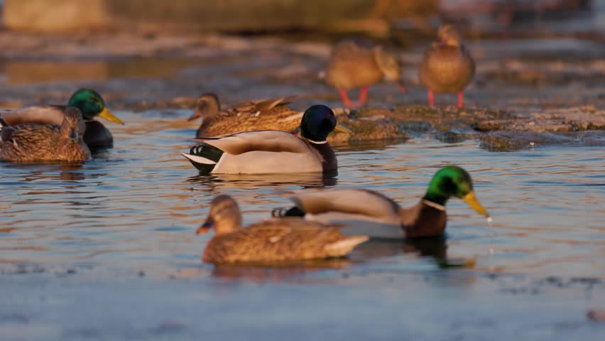 Mallard ducks gathering on a frozen lake shore during a golden sunset. Wild drakes and hens resting in natural winter habitat. Serene wildlife scene.