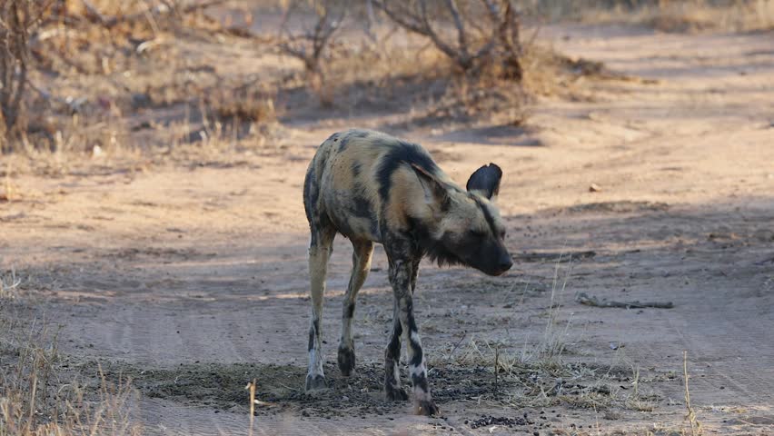 Wild dog in Africa joins packmate lying down in grass at golden hour