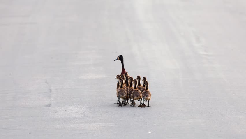 Adorable family of White-faced whistling ducks walks down paved road