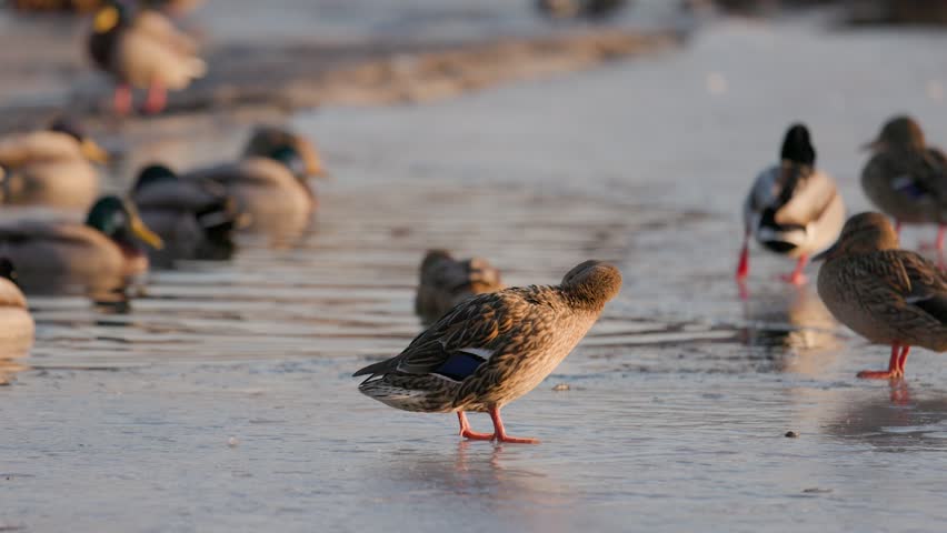 A female Mallard duck standing on a frozen lake, preening its feathers. A flock of wild ducks rests on the icy water and shore during a cold, sunny winter day in a natural park setting.