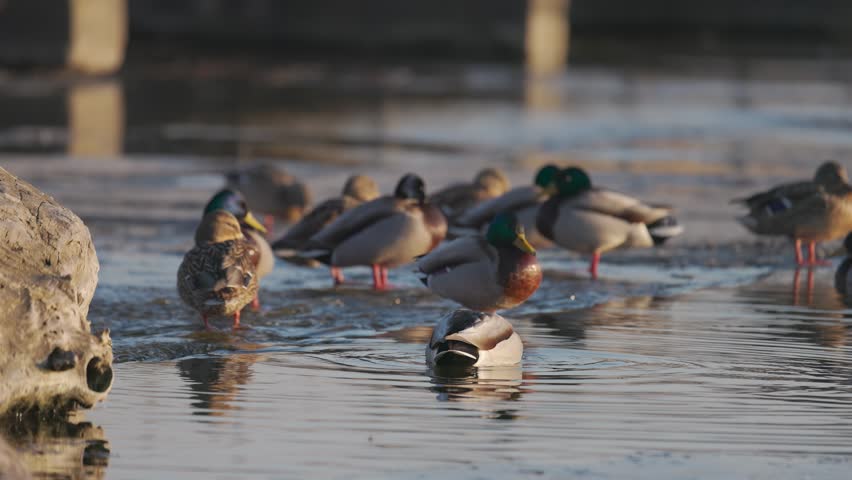 A flock of Mallard ducks gathered on a partially frozen lake during winter. Several ducks rest on the icy shore while others swim in the cold water. Peaceful wildlife scene in a natural park.