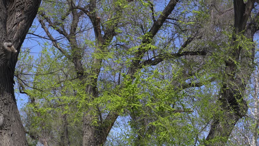 Spring leaves in urban park area, clear sky.