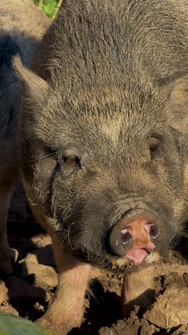 Close-up of a pig on a farm showing its face with long eyelashes and a pink snout, tongue visible, while another pig remains in the background sniffing a cactus leaf
