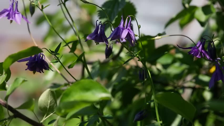 Purple flowers emerge in a garden, surrounded by lush greenery, basking in the warm sunlight of a bright spring day.