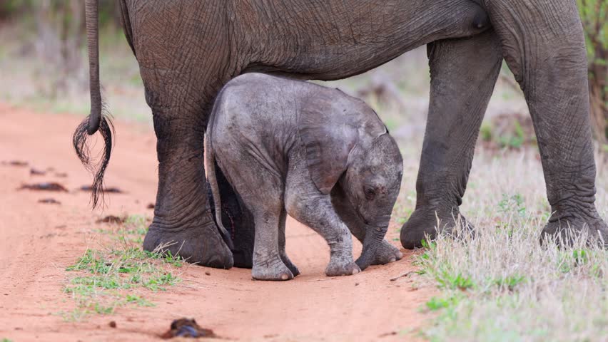 Newborn baby elephant gets used to shaky new legs standing next to mom