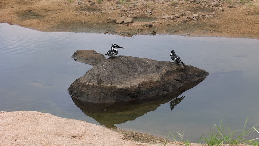 Establishing shot of Pied kingfishers on rock as one preens plumage