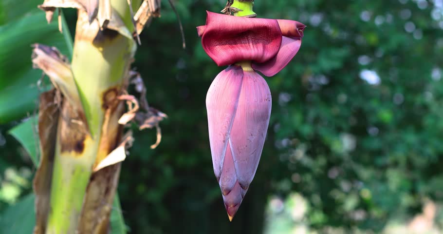 Banana blossom, Banana flower on the plant in lush green nature. Natural light, ideal for tropical, agriculture, and nature themes, close-up