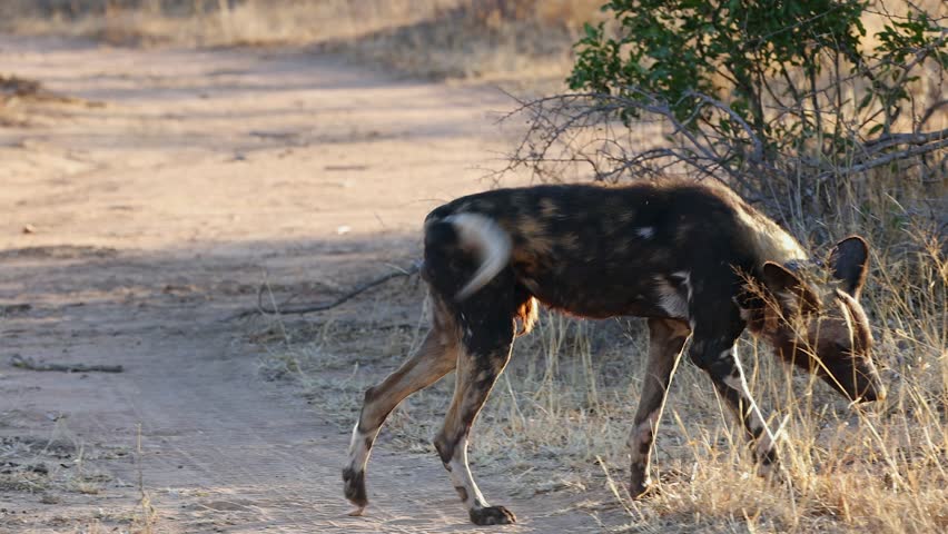 African wild dog with tracking collar walks off dirt road to lie down
