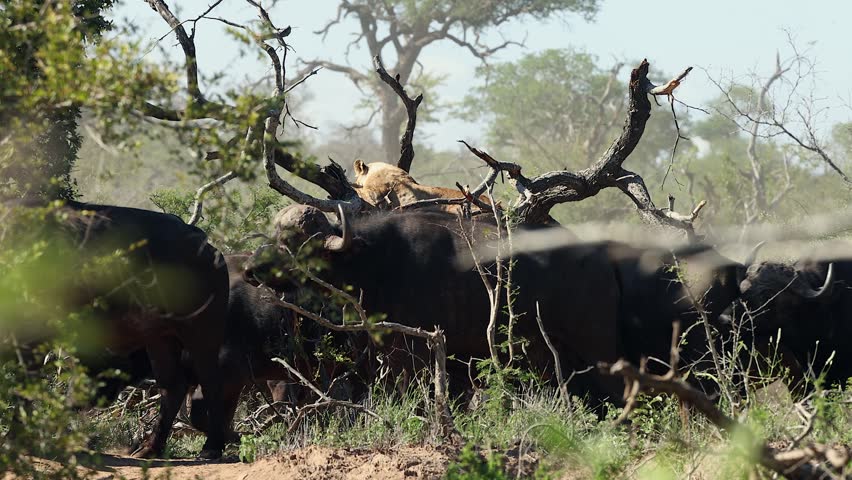 African lioness safe in low tree branch surrounded by cape buffalo