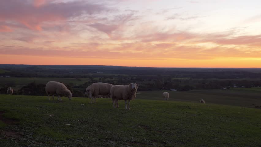 Grazing Poll Dorset Sheep Over Green Mountains During Sunset Near Tanunda In Barossa Valley, Australia. Static Shot