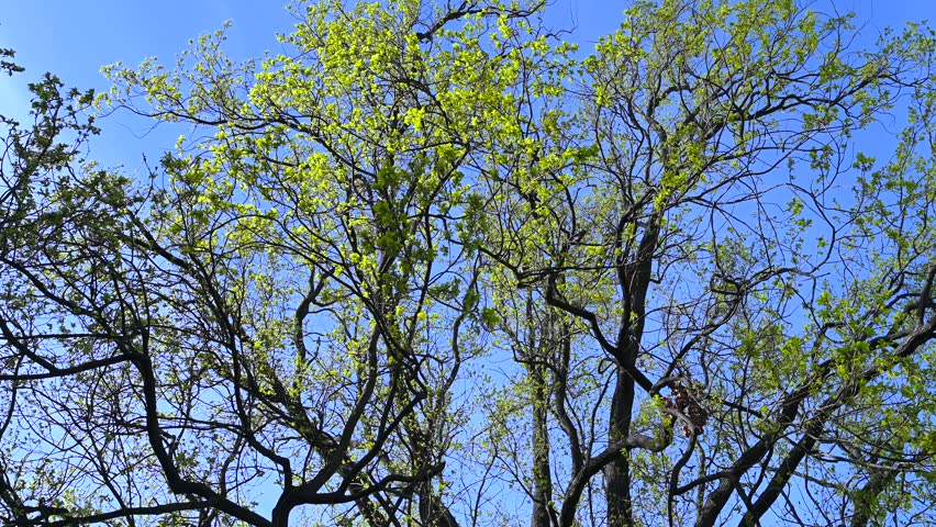 Spring, tree branches with young green leaves - Hungarian oak (Quercus frainetto Ten.)