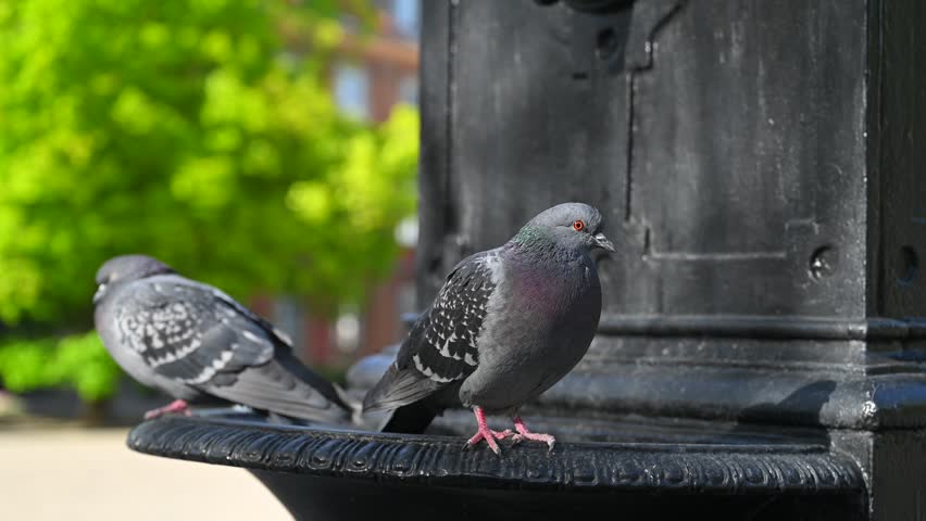 Birds - Pigeons - around the well with the historic pump, Warsaw, Poland, Old Town